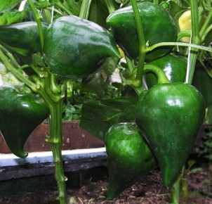 ��������� ���� ����� ����: ���������, �� ������������!