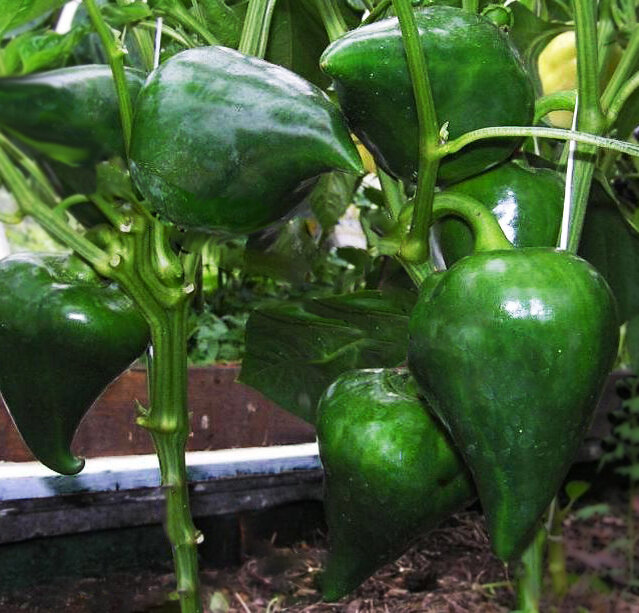 Необычный сорт перца Леся: маленький, но впечатляющий!