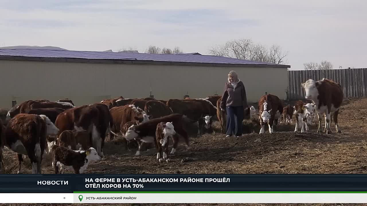 НА ФЕРМАХ ХАКАСИИ - ВЕСЕННЯЯ МАЛЫШНЯ