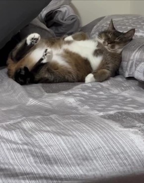 ������ ����, �������!