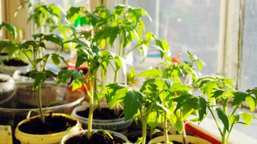 ������ ������� ����� ��� �������: ������� ��������� ��������������