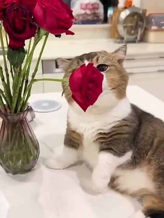������ ����, �������!