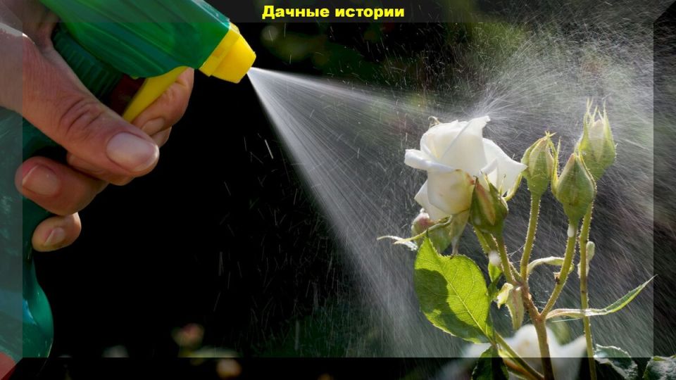 ������� ����� ����� ��������� ��������: �������� � ���������� ���������