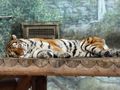 В выходной все мы немного лежебоки