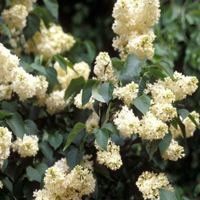 ���������� ���: ��� ���� ����� ���������� �� ����������