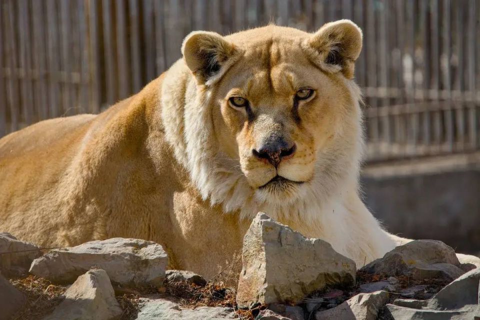 ���������� ������� ������� �� ������ ����� ������