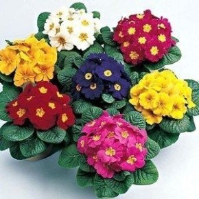 Примулы: Удивительное разнообразие и уход за яркими первоцветами