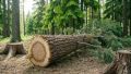 "ЧЁРНОГО" ЛЕСОРУБА ИЗ АБАЗЫ ЗАСТАВЯТ ВЫПЛАТИТЬ УЩЕРБ