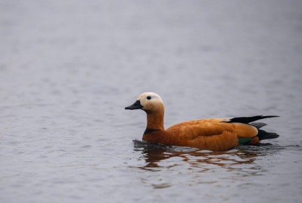 Яркая весна в Хакасии: невероятными кадрами первых птиц, вернувшихся с зимовки домой, поделились в заповеднике «Хакасский»