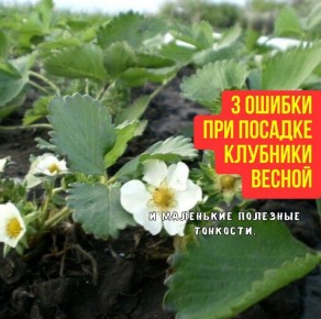 Секреты успешной посадки клубники: как избежать распространенных ошибок