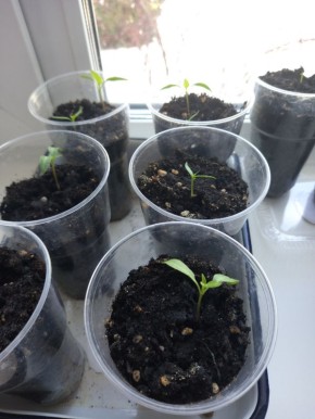 ��� � �������� �������: ��� ��������� �������� ��� ������