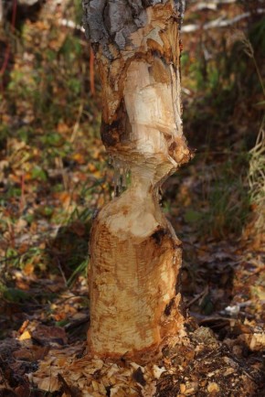 7 апреля – международный день бобра