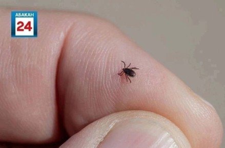 30 человек пострадали от укусов клещей с начала сезона в Хакасии