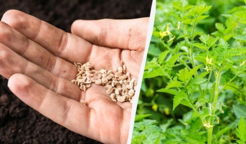 ������� ����������� �����: ��� ������������ ���� ��������� � �������