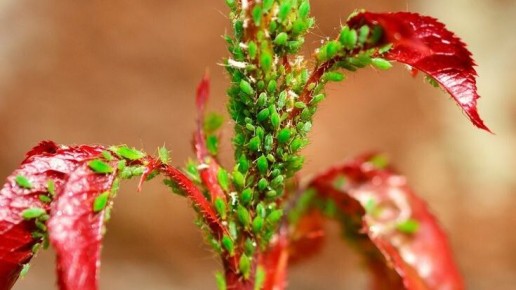 ��� �������� � ���: ������� ����������� ������ �������� �� ����������