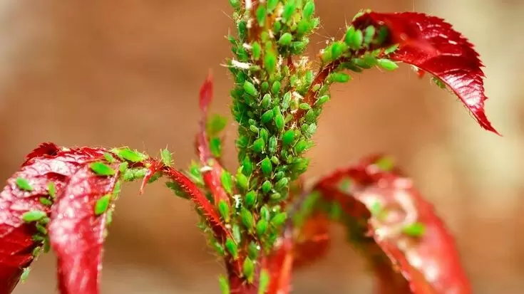 Как бороться с тлёй: секреты эффективной защиты растений от вредителей