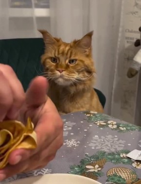 ������ ����, �������!