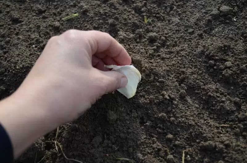 Когда и как сажать яровой чеснок: полезные советы