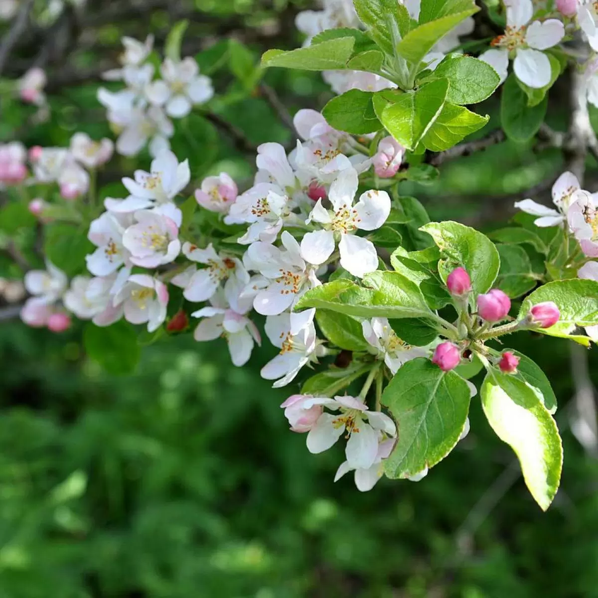 Как преобразить свой сад: выбираем лучшие декоративно-фруктовые деревья