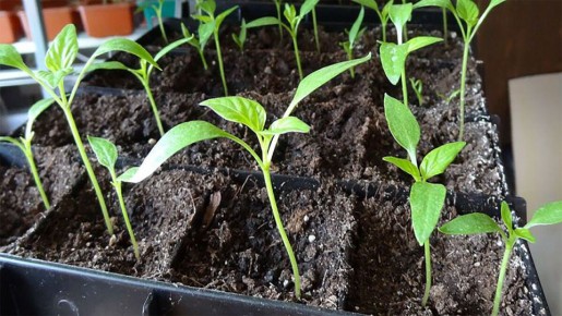 Как спасти вытянувшуюся рассаду перца: эффективные советы дачников