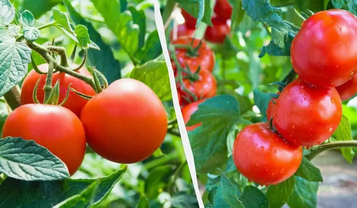 Пять самых сладких сортов помидоров, которые стоит посадить в этом году