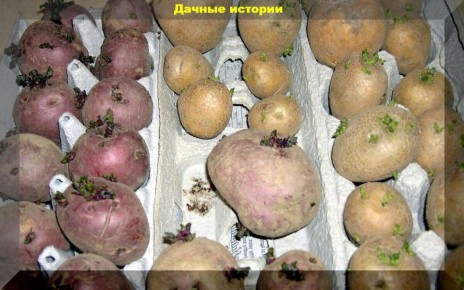 Как вырастить ранний урожай картофеля: простые советы для каждого садовода