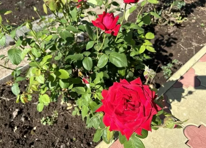 Как добиться великолепного цветения роз: секреты успешных садоводов