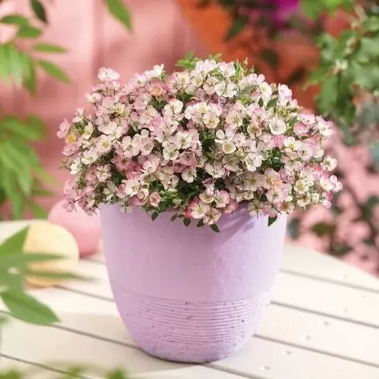 Крошечное чудо: как роза Cute Pie завоевала сердца цветоводов