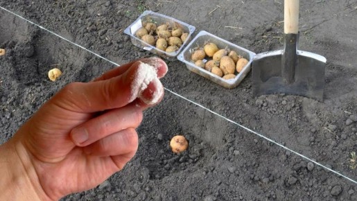 ��� �������� �������� ������ ��������: ������� ���������� �������