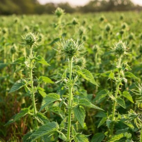 �������: ������� ��������� ������� �� ����� �������