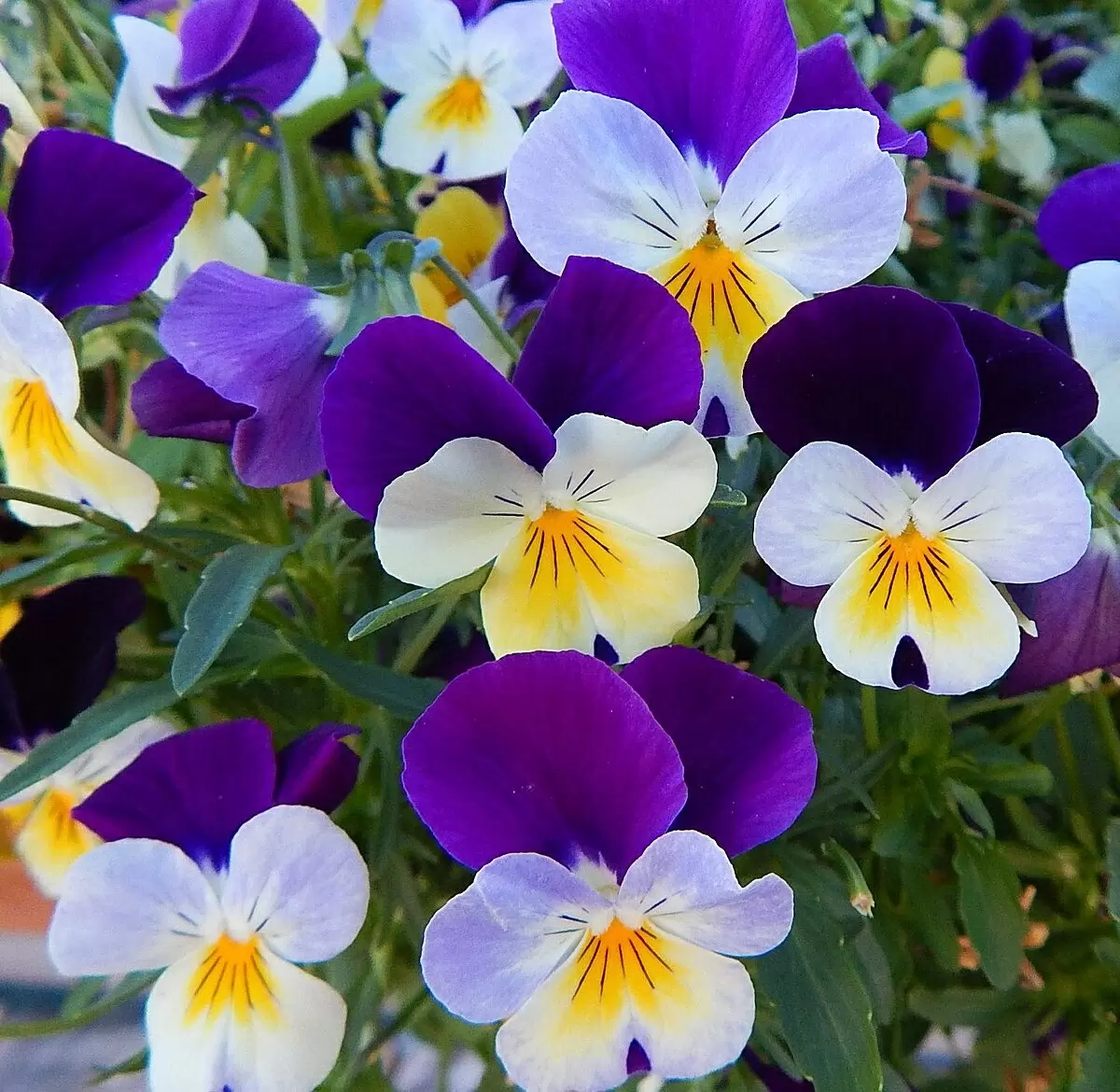 Виола: секреты успешного ухода и размножения для садоводов-энтузиастов