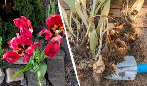 Постфестивальная забота о тюльпанах: стоит ли срезать или оставить на месте?