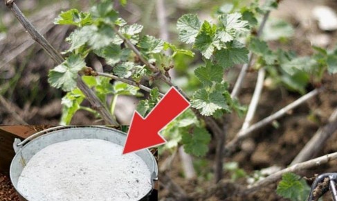 ������� ��������� ������: ��� ������� ����������� ��������� ������� �������� �������� � �������� ������