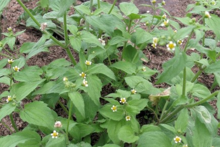 Американская «ромашка»: агрессивный враг вашего огорода!