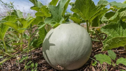 ��� ��������� ��������� ����: ������� ��������� �����������