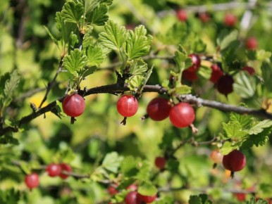 ��� ���������� � ��������� ����� �� ����������: ������� ���������