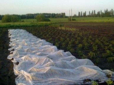 Как защитить и сохранить укрывные материалы перед холодами: полезные советы