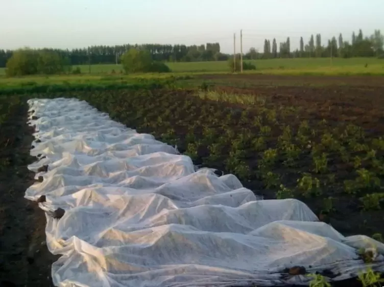 Как защитить и сохранить укрывные материалы перед холодами: полезные советы