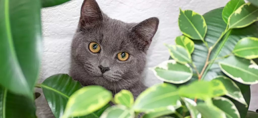 Фикусы в вашем доме: разнообразие видов и секреты ухода