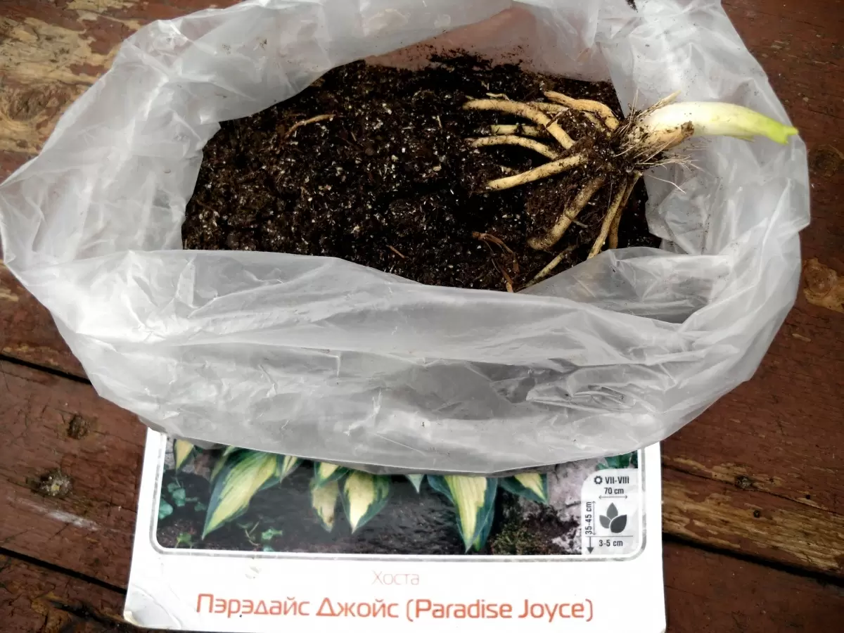 Как правильно выбрать и посадить хосту в вашем саду: пошаговое руководство