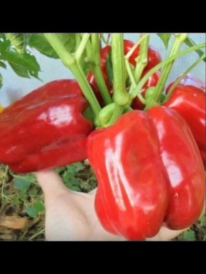 ����� �������: ������� �������������� ������� ��� ��������� ������