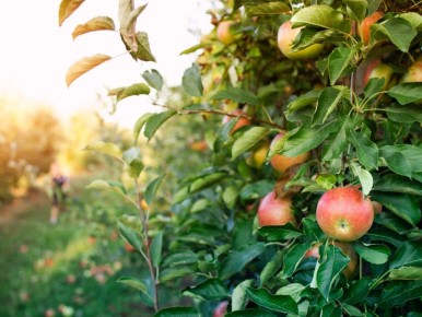 Секреты сладких ягод: как поддержать деревья в морозы