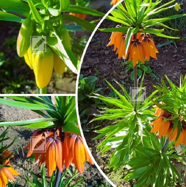 Как добиться постоянного цветения рябчика императорского: секреты агротехники