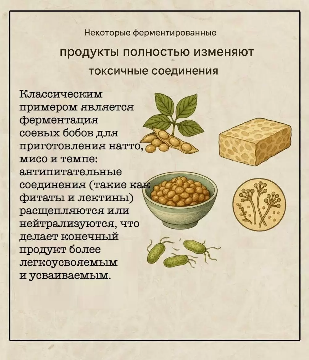 Ферментация: Как привычные продукты становятся безопасными и полезными