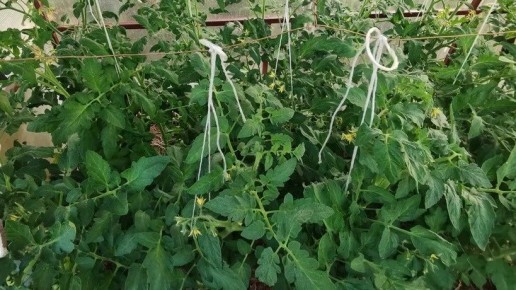 Как правильно формировать томаты: секреты увеличения урожая