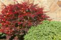 Краснолистные кустарники для создания уникальных композиций