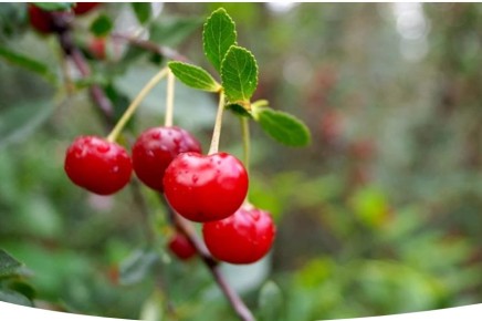 ��� �������� ����� �� �������� � ����������: ������� ������ � ���������