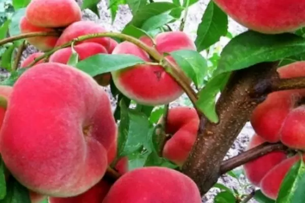 Персик Сатурн: Высокие урожаи и неприхотливость в уходе