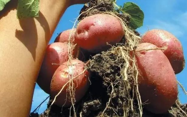 Почему не стоит увлекаться подкормками картофеля: 3 важные причины