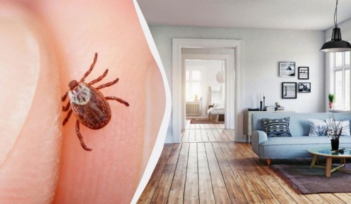 Клещи могут быть намного ближе, чем кажется: где искать угрозу в вашем доме